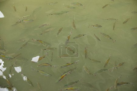 Photo for A school of small fish swimming in a clear pond. The fish are a mix of colors, including silver, gold, and black - Royalty Free Image