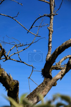 Téléchargez les photos : A serene nighttime scene with a crescent moon peeking through the delicate branches of a leafless tree. - en image libre de droit