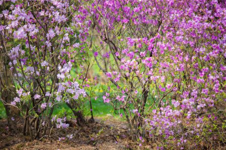 Grass, flowers, magnolia, buds, spring, buttercup, cherry blossoms, apple tree, lavender, high resolution photos, soft focus, Kaufmann's tulip.