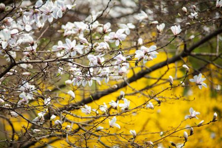 Hierba, flores, magnolia, brotes, primavera, buttercup, flores de cerezo, manzano, lavanda, fotos de alta resolución, enfoque suave, tulipán de Kaufmann.