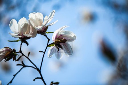 Foto de Hierba, flores, magnolia, brotes, primavera, buttercup, flores de cerezo, manzano, lavanda, fotos de alta resolución, enfoque suave, tulipán de Kaufmann. - Imagen libre de derechos