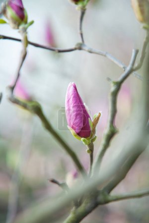 Hierba, flores, magnolia, brotes, primavera, buttercup, flores de cerezo, manzano, lavanda, fotos de alta resolución, enfoque suave, tulipán de Kaufmann.