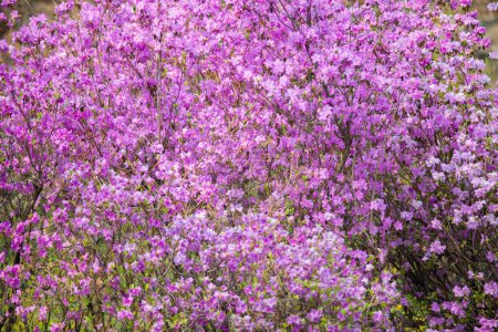Grass, flowers, magnolia, buds, spring, buttercup, cherry blossoms, apple tree, lavender, high resolution photos, soft focus, Kaufmann's tulip.