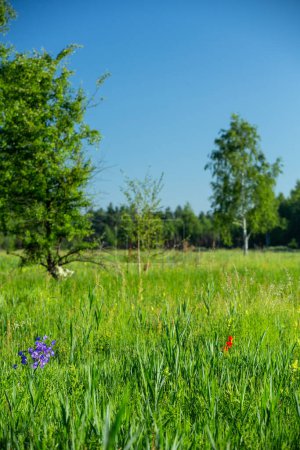 Photo for Summer. The forest. Meadow and grass. A magnificent selection of forest grasses. Medicinal chamomile. Chamomile. Melissa. Meadow herbs. Green grass. Thyme. Immortelle. Wood cloves - Royalty Free Image