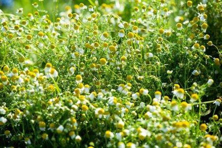 Summer. The forest. Meadow and grass. A magnificent selection of forest grasses. Medicinal chamomile. Chamomile. Melissa. Meadow herbs. Green grass. Thyme. Immortelle. Wood cloves