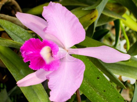 Orquídeas. Varias especies. Especímenes raros y únicos. Variedad de formas y colores