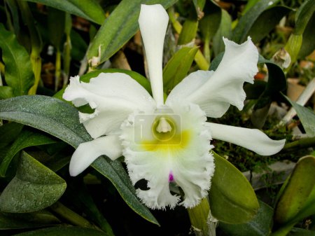 Orchideen. Verschiedene Arten. Seltene und einzigartige Exemplare. Vielfalt an Formen und Farben