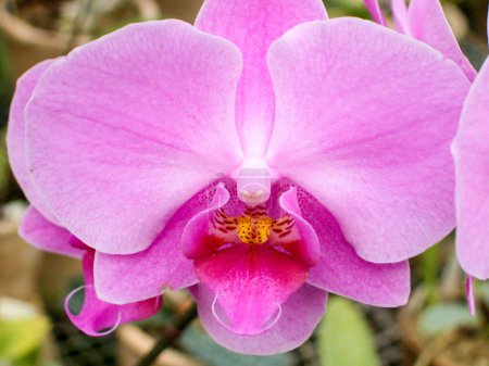 Orquídeas. Varias especies. Especímenes raros y únicos. Variedad de formas y colores