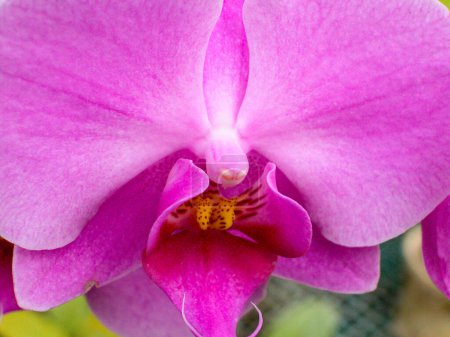 Orchideen. Verschiedene Arten. Seltene und einzigartige Exemplare. Vielfalt an Formen und Farben