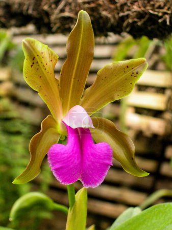 Des orchidées. Différentes espèces. Spécimens rares et uniques. Variété de formes et de couleurs