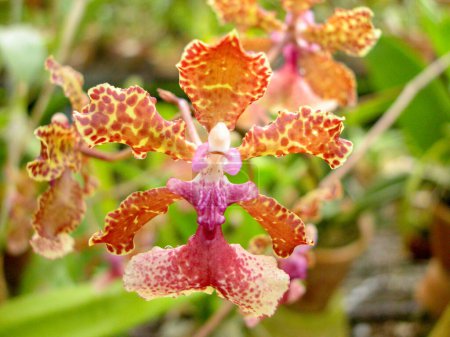  Orquídeas. Varias especies. Especímenes raros y únicos. Variedad de formas y colores