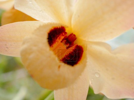  Orchideen. Verschiedene Arten. Seltene und einzigartige Exemplare. Vielfalt an Formen und Farben