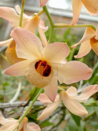 Foto de Orquídeas. Varias especies. Especímenes raros y únicos. Variedad de formas y colores - Imagen libre de derechos