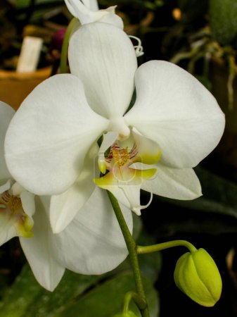  Orchideen. Verschiedene Arten. Seltene und einzigartige Exemplare. Vielfalt an Formen und Farben