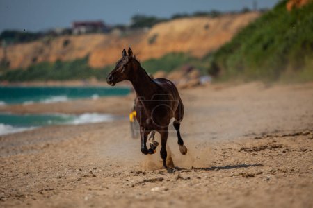 Wunderschönes braunes arabisches Rennpferd. Ein Pferd reitet an einem sonnigen Tag an der Küste entlang. Die Geschwindigkeit und Anmut eines prächtigen Tieres kombiniert mit dem Meer und den Wellen