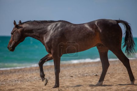 Gorgeous brown Arabian racehorse. A horse rides on a bright sunny day along the seashore. The speed and grace of a magnificent animal combined with the sea and waves