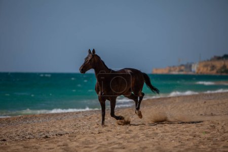 Gorgeous brown Arabian racehorse. A horse rides on a bright sunny day along the seashore. The speed and grace of a magnificent animal combined with the sea and waves