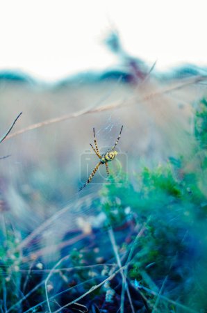 Photo for Spider in the park - Royalty Free Image
