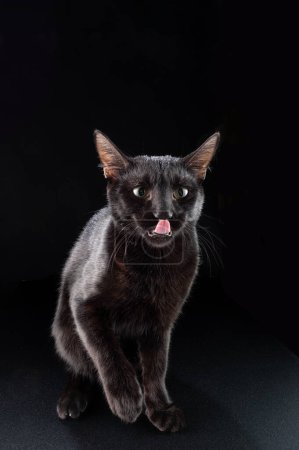 Chat noir sur fond noir. Chat isolé. Le chat lui lèche les lèvres.