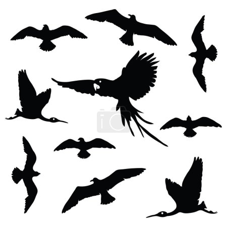 Téléchargez les photos : Collection silhouette écailles oiseaux. - en image libre de droit
