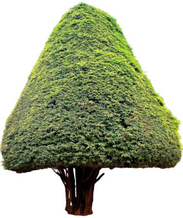 Foto de Un árbol con forma triangular. Bush (arbustos) plantas ornamentales triangulares para la decoración del jardín. - Imagen libre de derechos