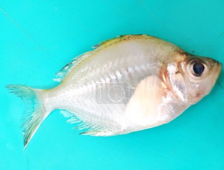 Pomfret (English: Pomfret) is a type of fish. Rupchanda is a perciform fish belonging to the family Bramyidae. Currently there are 20 species of 7 genera of this fish.