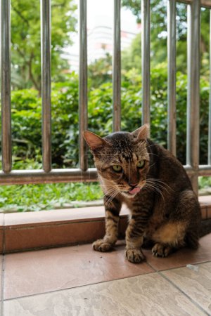 Téléchargez les photos : Léchage de chat aux yeux verts sur la chaussée - en image libre de droit