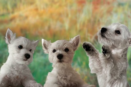 Téléchargez les photos : Beaux chiots de West Highland White Terrier (ou Westie) - en image libre de droit