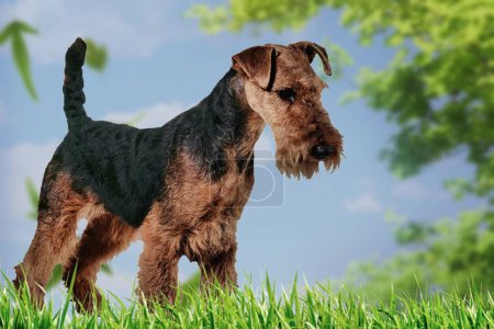 Welsh terrier, The Welsh Terrier is a dog breed originating from Wales, as its name suggests. Originally bred for hunting fox, rodents, and badgers, the Welsh Terrier has primarily been bred for dog shows in recent times.