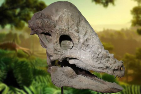 Pachycephalosaurus (thick-headed lizard), is a genus of dinosaur that lived in North America