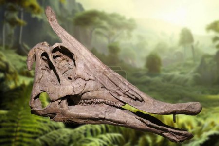 Saurolophus est un genre de dinosaures hadrosauridés qui vivaient en Asie et en Amérique du Nord..