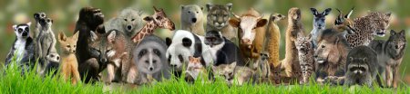 Téléchargez les photos : Une image où les espèces animales de mammifères sont représentées - en image libre de droit