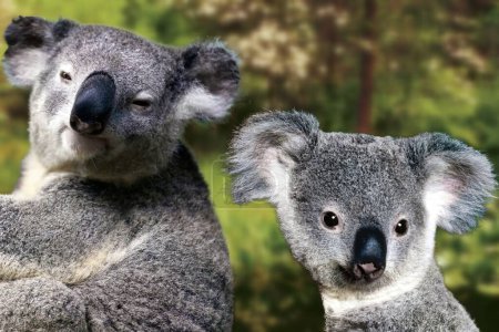 Der Koala oder Koala, auch Kleiner Bär genannt, ist das niedliche und berühmte australische Beuteltier