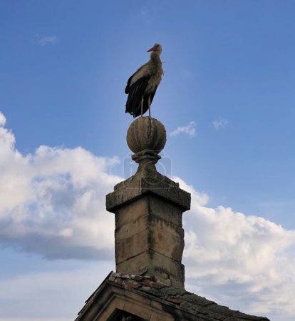 Storks on the roofs of Salamanca (Spain) the pearl of Spanish tourism, city of art and culture whose historic center is part of the UNESCO heritage