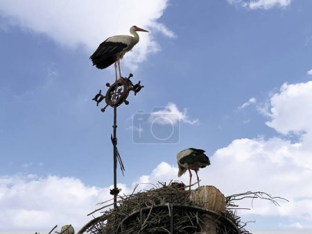 Storks on the roofs of Salamanca (Spain) the pearl of Spanish tourism, city of art and culture whose historic center is part of the UNESCO heritage