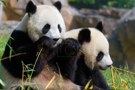Téléchargez les photos : Gros plan sur le panda adulte dans le zoo de Beauval - en image libre de droit
