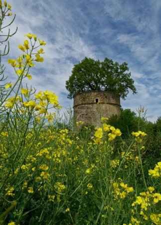 alten mittelalterlichen verlassenen Taubenschlag mit einem Baum in der Mitte wächst, mit gelben Blumen und einem schönen blauen Himmel um