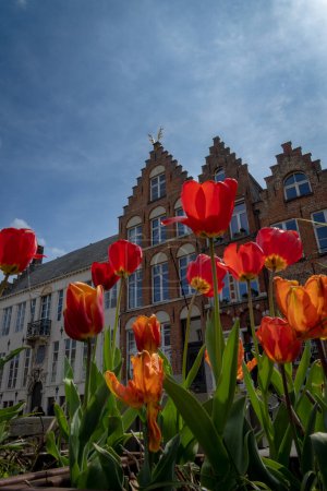 Very famous house in Bruges which have golden deer antler on the top of the roof. Good composition with colorful flowers -tulips a blue sky and some clouds.