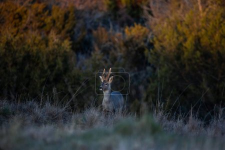In the tranquil hues of the evening, a magnificent male stag deer stands proudly amidst a vast field, illuminated by the fading light of the setting sun. His antlers tower gracefully above him as he surveys his domain, embodying the regal beauty of t