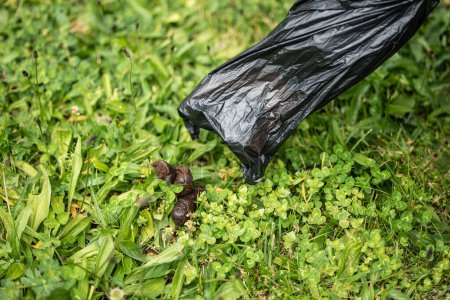 Closeup shot of a hand holding a plastic bag, picking up dog excrement from the grass ground. Responsible pet ownership and cleanliness concept