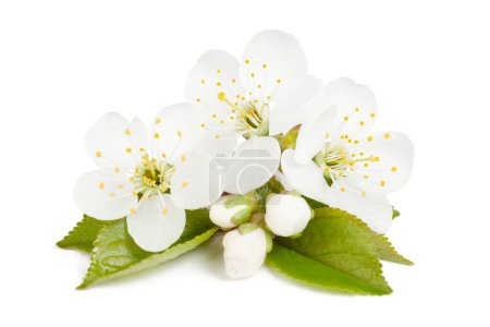 Téléchargez les photos : Fleur de cerisier avec feuilles, isoler sur fond blanc. - en image libre de droit