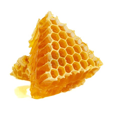 Healing wild honeycomb isolated on white background. Sweet natural and healthy delicacy. Propolis, beeswax and honey.