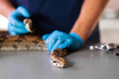 Téléchargez les photos : Gros plan du serpent dans les mains d'un vétérinaire attentionné
. - en image libre de droit