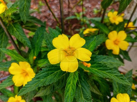 Téléchargez les photos : Les plantes de fleurs Damiana fleurissent brillamment - en image libre de droit