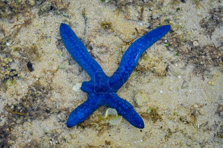 Foto de Estrella de mar azul. Linckia laevigata - Imagen libre de derechos