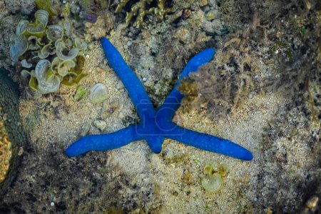 Photo for Blue starfish. Linckia laevigata - Royalty Free Image