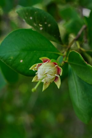 Photo for Sonneratia alba mangrove tree flower - Royalty Free Image