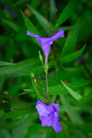 Foto de Ruellia tuberosa flor. Gotas de agua sobre flor púrpura - Imagen libre de derechos