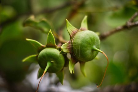 Téléchargez les photos : Le fruit de la mangrove Rhizophora stylosa - en image libre de droit