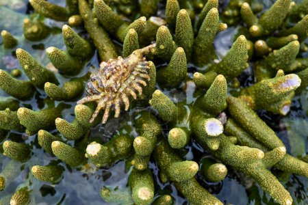 Foto de Montipora digitata, también conocida como coral de dedo, es una especie de coral pedregoso - Imagen libre de derechos